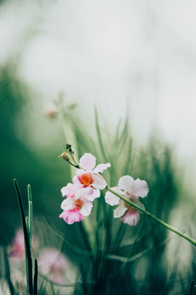 白色和粉红色花瓣的花朵
